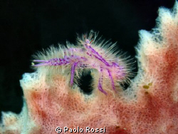 Lauriea siagiani - Pink squat lobster by Paolo Rossi 